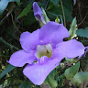 Meet your Posher, Audrey